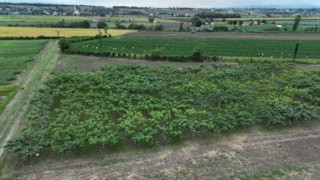 Karadeniz'in yerel incirleri geleceğe taşınıyor