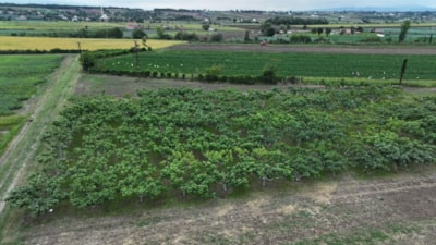 Karadeniz'in yerel incirleri geleceğe taşınıyor