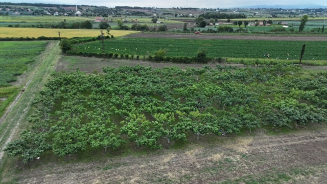 Karadeniz'in yerel incirleri geleceğe taşınıyor