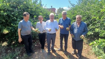 Adana'da dolu nedeniyle yaklaşık 35 bin dönüm tarım alanı zarar gördü