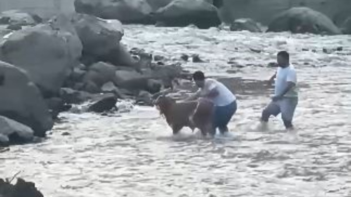 Artvin’de dereye kapılan buzağıyı vatandaşlar kurtardı