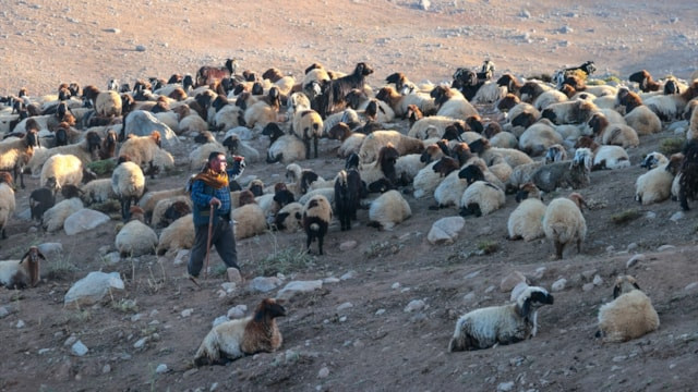 Hakkari’de göçerlerin 900 koyunla 60 günlük dönüş yolculuğu