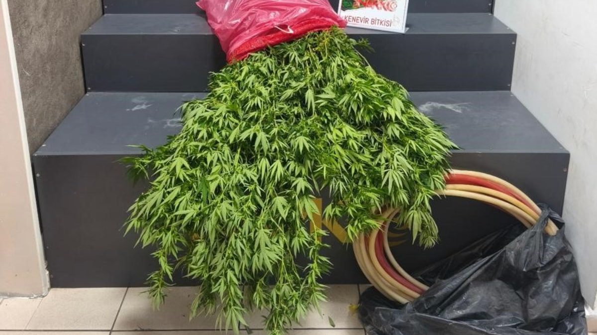 İzmir'de ev bahçesine kenevir operasyonu: 1 tutuklama