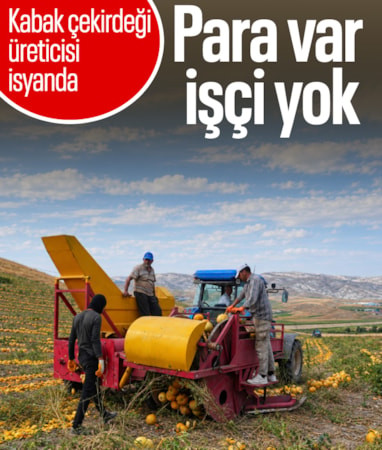Ankara'da kabak çekirdeği üreticileri hasat döneminde işçi bulamıyor