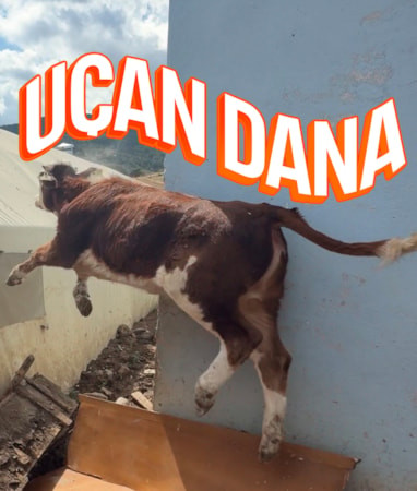 Çankırı'da kamyona binmek istemeyen dana firar etti