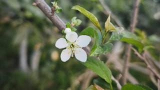 Muğla'da erik ağacı mevsimleri karıştırdı: Çiçek açtı