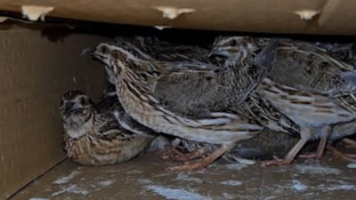 Kastamonu'da bıldırcın avcılarına 622 bin lira ceza kesildi