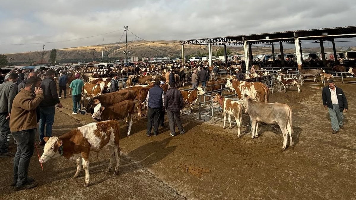 Yozgat'ta şap hastalığı tedbiri: Hayvan pazarları kapatıldı