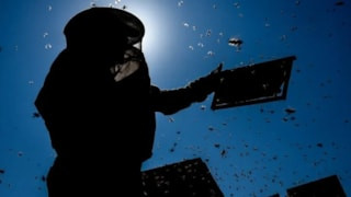2026'da bal üretiminin 100 bin tona yaklaşması bekleniyor
