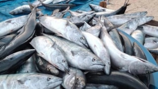 Palamut kılçığının faydası ortaya çıktı: Çoğu kişi bilmeden çöpe atıyor