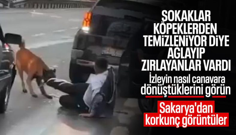 Sakarya'da sabah koşusu yapan vatandaş, sokak köpeğinin saldırısına uğradı