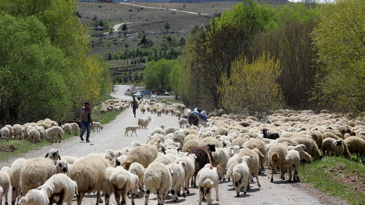 Erzincan’da yaylacıların dönüşü başladı