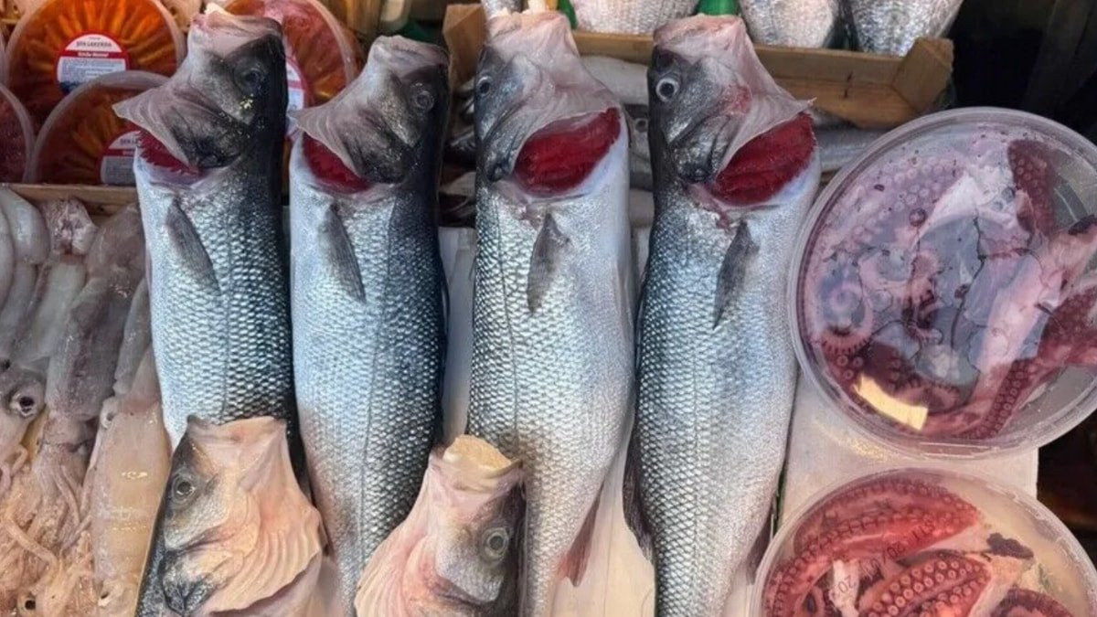 Bu yıl sezonun bereketi İstanbullu balıkçıların yüzünü güldürdü