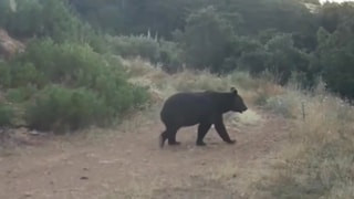 Çankırı'da ormanda yiyecek arayan ayı kamerada