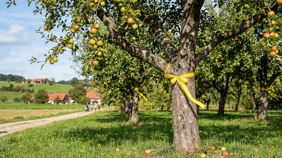 Sarı kurdeleli ağaçların sırrı ortaya çıktı: Bakın ne için bağlanıyor