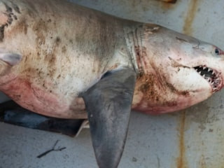 Edirne'de balıkçı ağına köpek balığı takıldı
