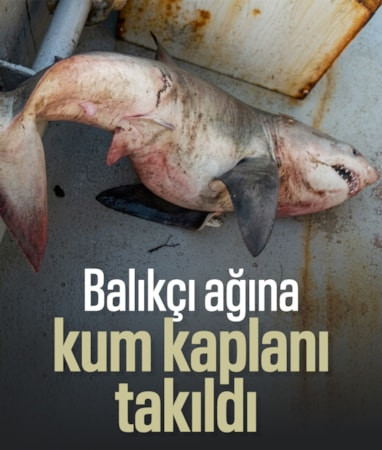Edirne'de balıkçı ağına köpek balığı takıldı