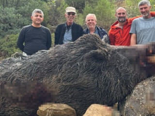 Bilecik'te 350 kiloluk domuz vuruldu: Mısır tarlalarını mahvetti