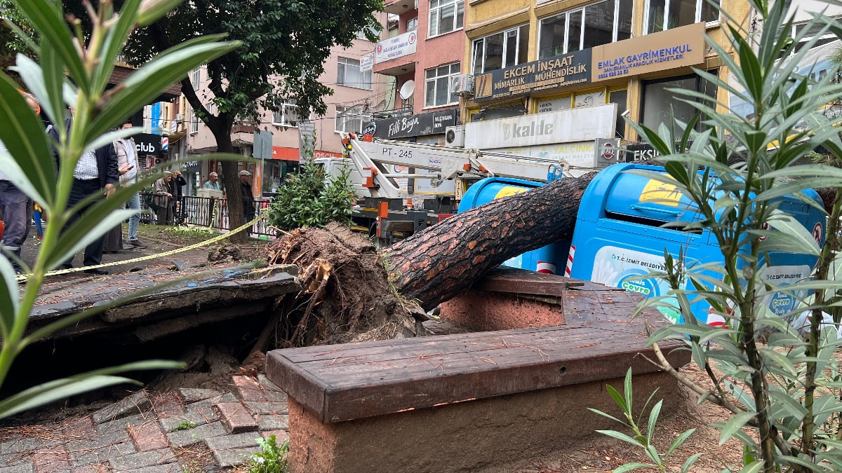 Kocaeli'de parkta ağaç devrildi, sokak ulaşıma kapandı