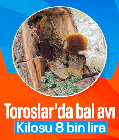 Toroslar'da firari arıların peşinde zorlu bal mesaisi