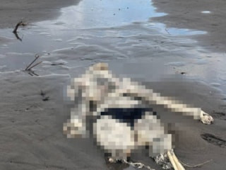 Samsun'da sahilde insan iskeleti bulundu