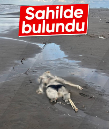 Samsun'da sahilde insan iskeleti bulundu