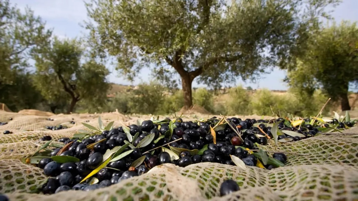 Zeytin hasadı 1 yıl yasaklandı: İşte şaşırtan nedeni