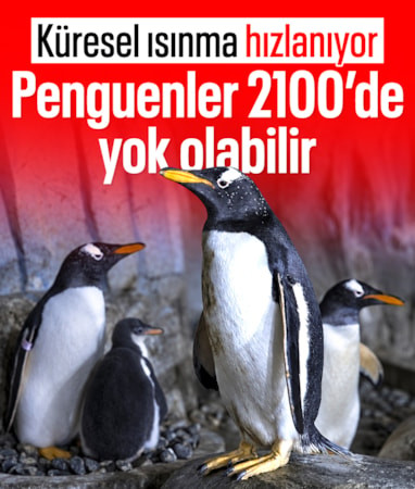 Okyanusların çehresi değişiyor: Penguenler 2100'de yok olabilir