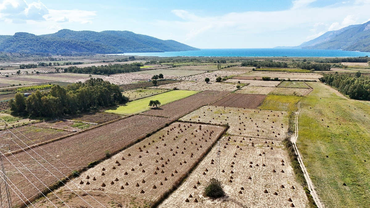 Muğla Gökova susamında hasat dönemi