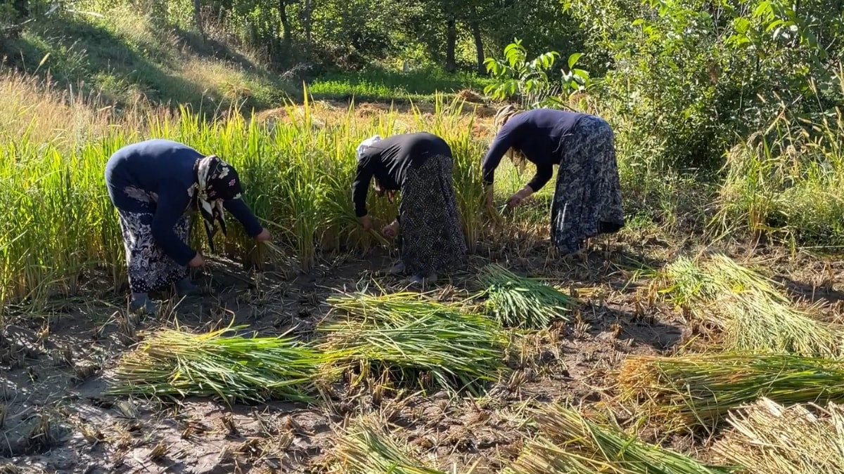 Artvin'de geleneksel yöntemlerle çeltik hasadı