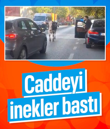 Ataşehir’de caddeye çıkan başıboş inekler kamerada