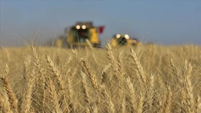 Toprak Mahsulleri Ofisi piyasaya 5,5 milyon ton buğday arz edecek