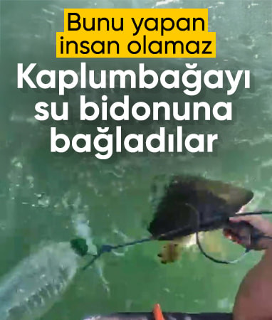 Muğla'da pet şişe bağlanmış deniz kaplumbağası kurtarıldı