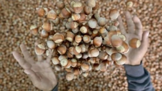 Fındık ihracatının ilk ayında 192 milyon doları aşkın gelir