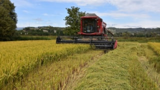 Sinop'un Boyabat ilçesinde çeltik hasadından rekor bekleniyor