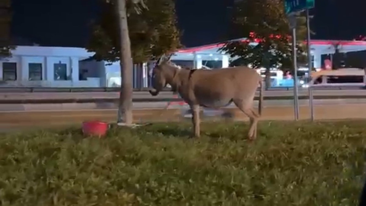 Bursa'da ağaca bağladıkları eşeği kaderine terk ettiler