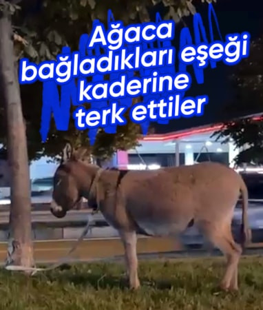 Bursa'da ağaca bağladıkları eşeği kaderine terk ettiler