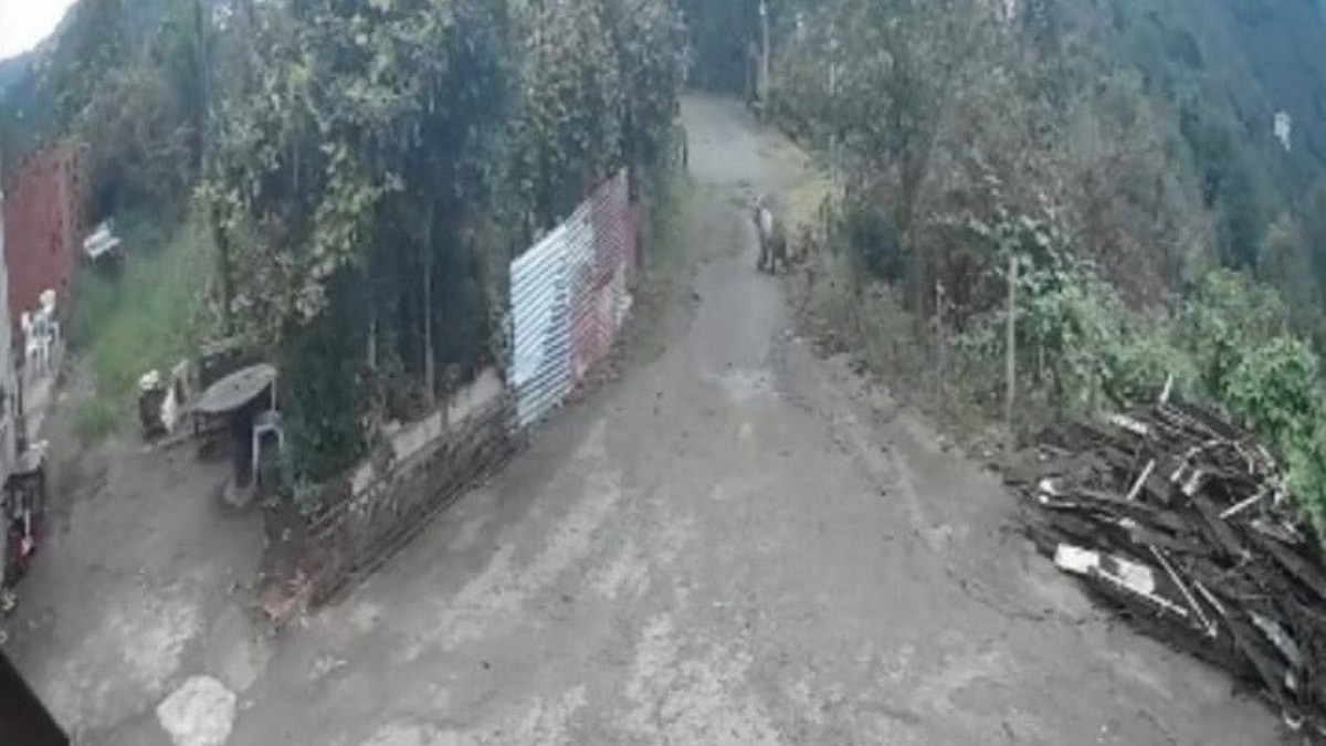 Giresun'da işe giderken ayıyla karşılaştı