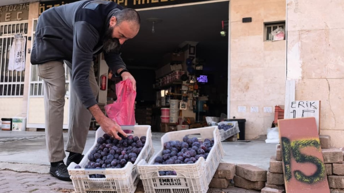Bursa'da dalında kalan 10 ton eriği çöpe göndermedi, uygun fiyata dağıttı
