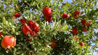 Kalp hastalarının ilacı bu meyveymiş: Yüzde 80 iyileştirdiği ortaya çıktı
