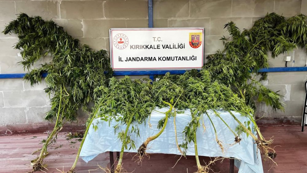 Kırıkkale'de narkotik köpeği uyuşturucuyu tespit etti: Bahçede kenevir ve esrar ele geçirildi