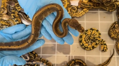 Kapıkule'de yurda kaçak olarak sokulmak istenen 67 piton yılanı ele geçirildi