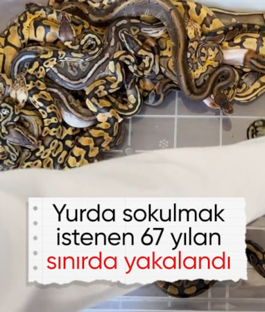 Kapıkule'de yurda kaçak olarak sokulmak istenen 67 piton yılanı ele geçirildi