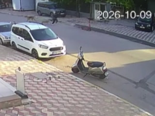 Hatay'da okul yolunda köpek saldırısı: 15 yaşında kız öğrenci yaralandı