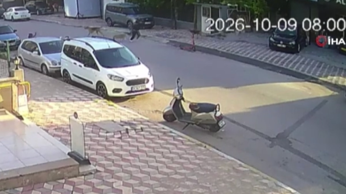 Hatay'da okul yolunda köpek saldırısı: 15 yaşında kız öğrenci yaralandı