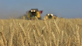 TİGEM'den 4 bin 427 ton mahsul buğday satışı