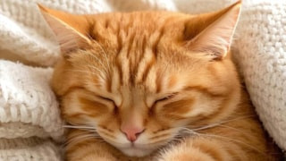Sarman kedilerin 60 yıllık sırrı çözüldü! İşte tüylerinin turuncu olma sebebi