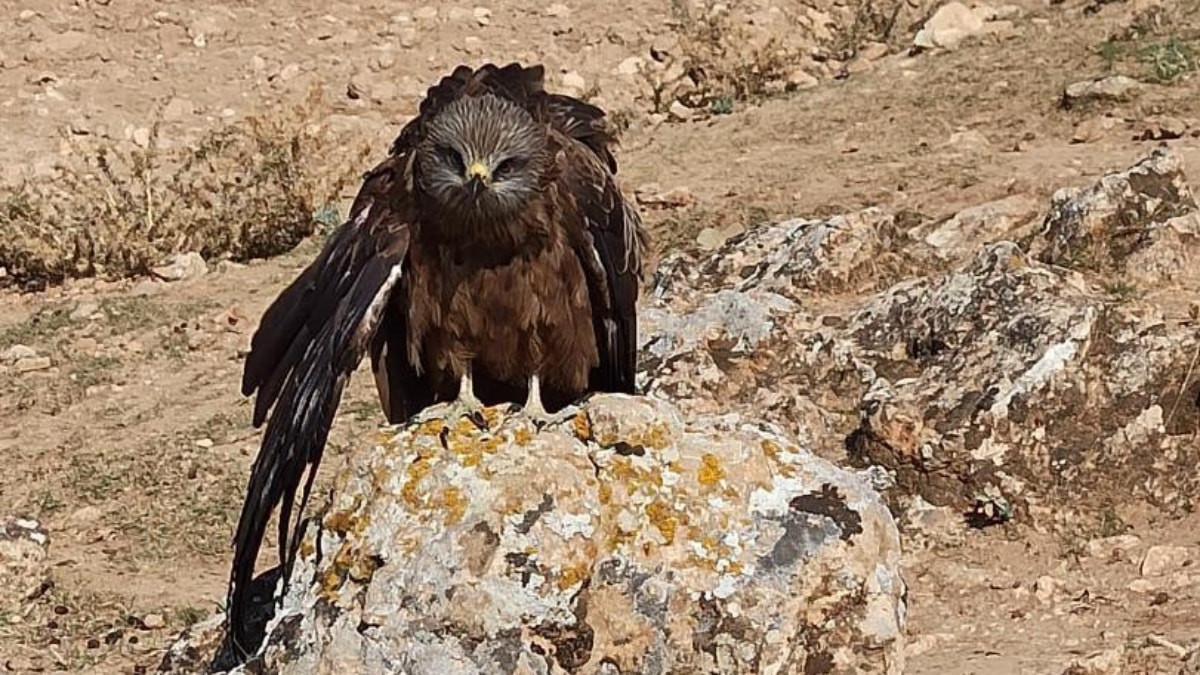 Elazığ'da yaralı ve bitkin çaylak kuşu bulundu