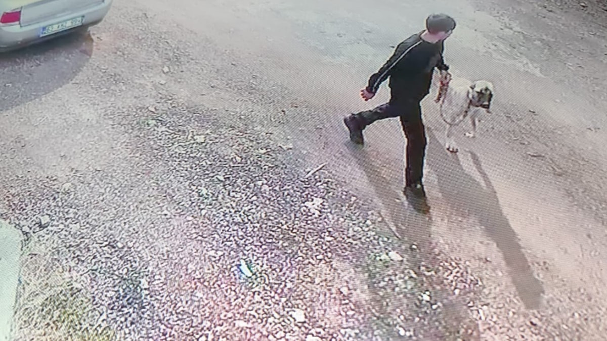 Şanlıurfa'da Kangal köpeğini çalan şahıs, kameraya yakalandı