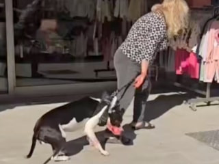 İstanbul'da ağızlıksız pitbull kediyi parçaladı: Sahibi olay yerinden kaçmaya çalıştı